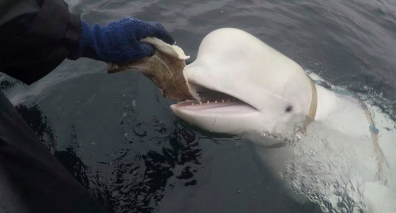 FILE - In this photo taken in April 2019 a beluga whale found in Arctic Norway is fed. (Jorgen Ree Wiig, Norwegian Directorate of Fisheries via AP)