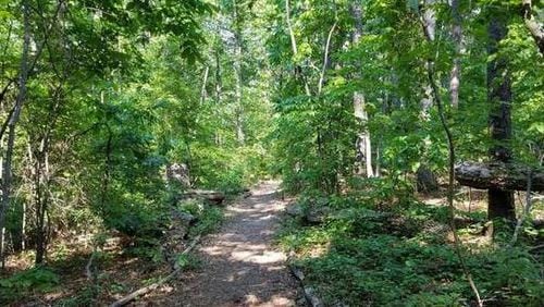Milton has plans to remove 10 hazardous trees at Providence Park. (Courtesy City of Milton)