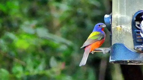 The adult male painted bunting (shown here) is considered the most colorful songbird in North America. It is a common summer breeding resident on the Georgia coast. (Charles Seabrook for The Atlanta Journal-Constitution)