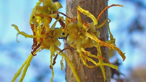 The witch-hazel tree starts blooming around Halloween and continues to bloom through December, making it Georgia’s last blooming native plant of the year. H. ZELL / CREATIVE COMMONS