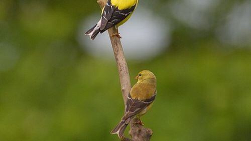 Atlanta Audubon Society is seeking citizen scientists to participate in the Great Backyard Bird Count this month. CONTRIBUTED