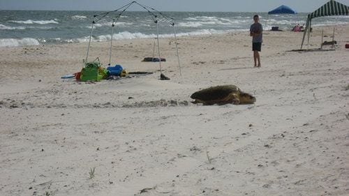 Rare daytime egg-laying sea turtle draws crowds in Florida