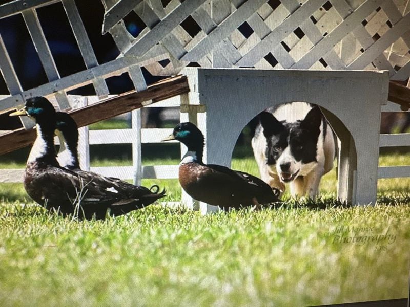 Anjing border collie akan menunjukkan keterampilan menggiring mereka di Gwinnett County Fair di Lawrenceville musim gugur ini. Courtesy of Gwinnett County Fair