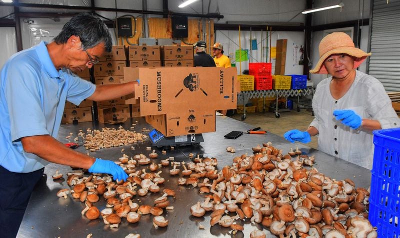 Ellijay Mushrooms co-owner Megan Cai (right) works with husband Li Cai in the packaging building of the farm. They are trimming the stems off the shiitake mushrooms just prior to boxing and shipping. (Chris Hunt for The Atlanta Journal-Constitution)