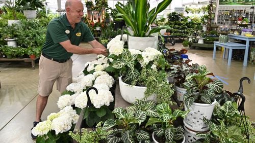 Michael Chapman, vice president of visual merchandising, arranges plants before the store will reopen on Friday at Pike Nurseries’ Lindbergh location on Thursday, April 30, 2020. (Hyosub Shin / Hyosub.Shin@ajc.com)