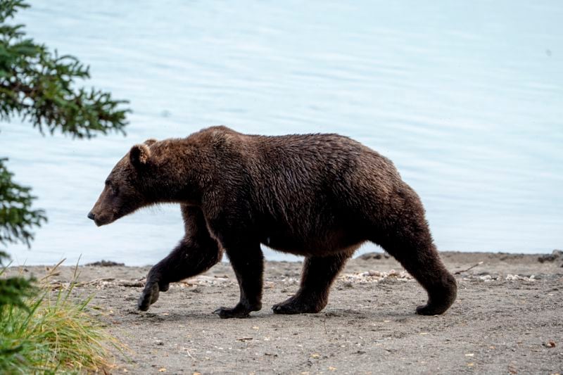 This image provided by the National Park Service shows bear 504 at Katmai National Park in Alaska on Sept. 16, 2024. (F. Jimenez/National Park Service via AP)