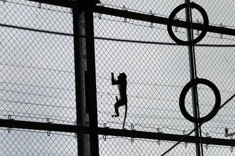 A monkey climbs a big temporary cage after being relocated in Lopburi Province, north of Bangkok, Thailand, Friday, May 24, 2024. A Thai town, run ragged by its ever-growing population of marauding wild monkeys, began the fight-back, Friday, using trickery and ripe tropical fruit. (AP Photo/Sakchai Lalit)