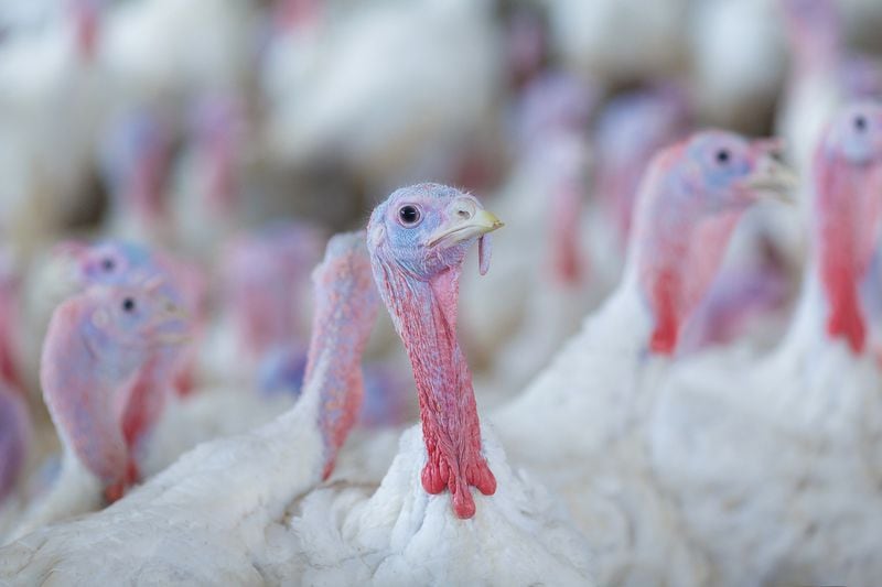 President Joe Biden is scheduled to "pardon" two turkeys today ahead of Thanksgiving. The turkeys, rounded up by the National Turkey Federation, are named Chocolate and Chip. (Dreamstime/TNS)