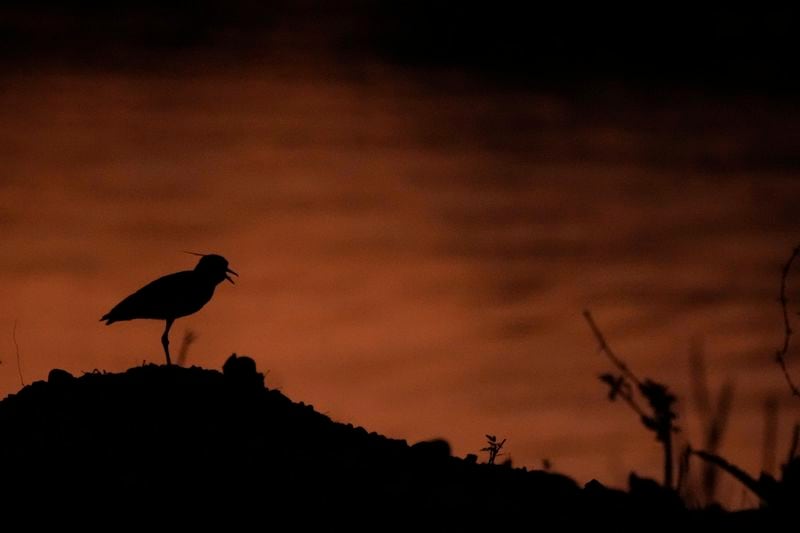 A bird walks along the shores of Serra da Mesa lake as fires spread through the environmental protection area of Pouso Alto, in Chapada dos Veadeiros National Park, during dry season, in Minas Sul, Goias state, Brazil, Monday, Sept. 9, 2024. (AP Photo/Eraldo Peres)