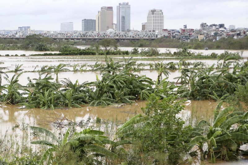 A banana garden is submerged in flood, following Typhoon Yagi in Hanoi, Vietnam on Tuesday, Sept. 10, 2024. (AP Photo/Huy Han)