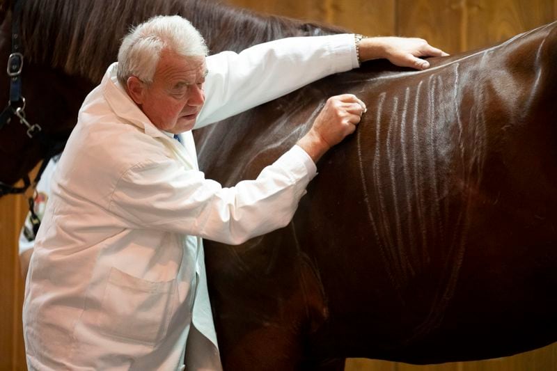 Dr. Peter Sotonyi, rector of the University of Veterinary Medicine in Budapest, Hungary, gives an anatomy lecture for first-year students, using chalk to mark the body of live horses, Monday, Sept 9. 2024. (AP Photo/Denes Erdos)