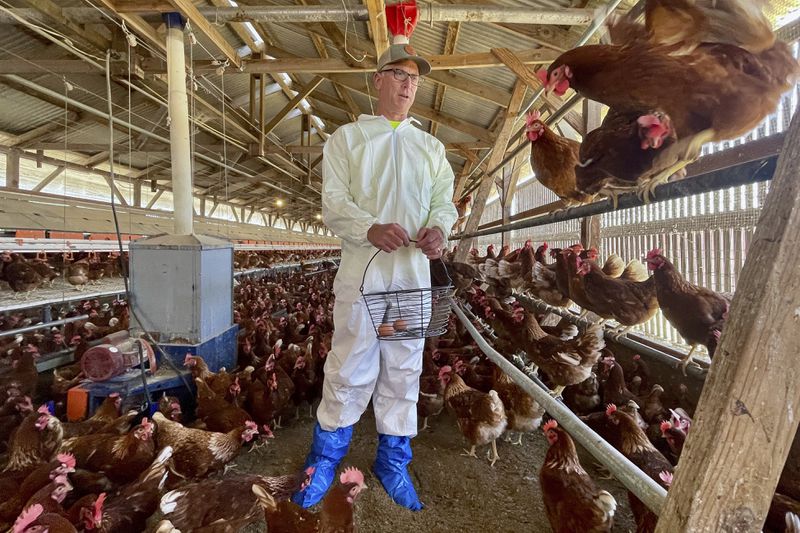 Mike Weber walks through his egg-laying hen facility, Weber Family Farms, which is one of the large-scale animal farms that would be forced to phase out or downsize if Measure J is passed by Sonoma County voters, Thursday, Sept. 19, 2024, in Petaluma, Calif. (AP Photo/Haven Daley)