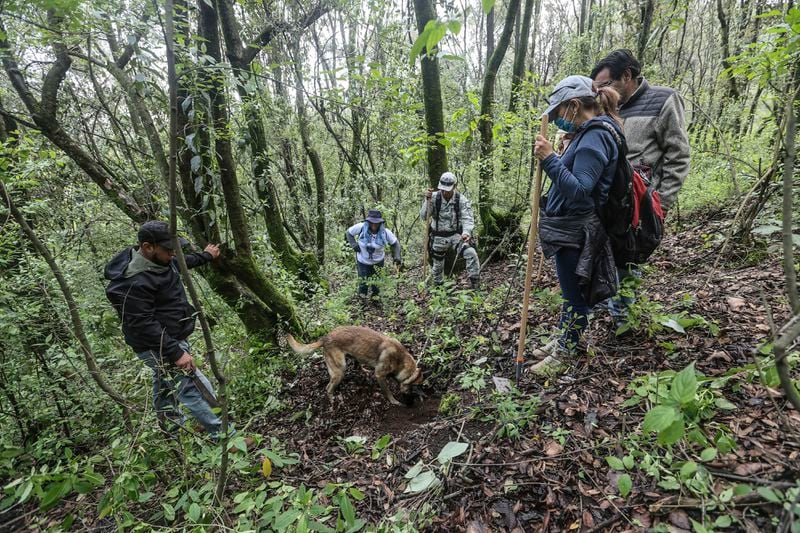 Members of the search collective "Uniendo Esperanzas" or Uniting Hope, search for human remains with the help of a National Guard dog named Cooper, and assisted by Anglican priest Rev. Arturo Carrasco, far right, in a forest in the State of Mexico, Mexico, Friday, Aug. 16, 2024. At right is Veronica Rosas whose son Diego went missing in 2015. (AP Photo/Ginnette Riquelme)