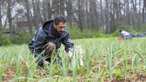 Ben Begard, farm hand with Love is Love Farm at Gaia Gardens, weeds a row of garlic while working on the farmland in Decatur, Tuesday, March, 17, 2020. (ALYSSA POINTER/ALYSSA.POINTER@AJC.COM)