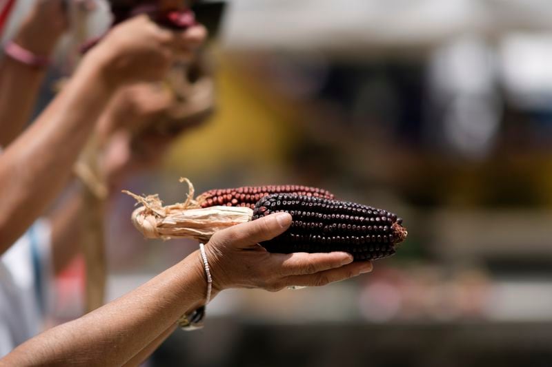 Members of an Amaxac Indigenous organization hold corn during a ceremony commemorating the 503rd anniversary of the fall of the Aztec empire's capital, Tenochtitlan, in Mexico City, Tuesday, Aug. 13, 2024. (AP Photo/Eduardo Verdugo)