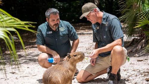 A female capybara, Iyari, is seen training with Palm Beach Zoo Conservation Society staff members Tuesday, June 25, 2024, in West Palm Beach, Fla. The 10-month-old capybara is currently staying in a mixed-species habitat with a couple of Baird's tapirs, which live in similar habitats in South America, while zoo workers slowly introduce her to the park's 2-year-old male capybara, Zeus. (Palm Beach Zoo via AP)
