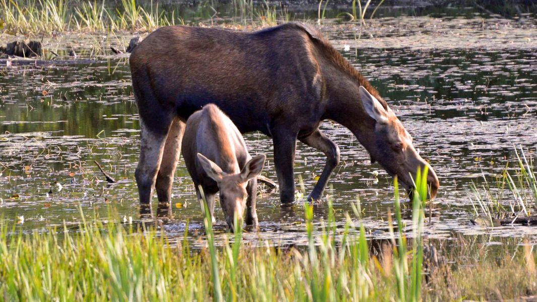 Strange Animal Friends Baby Moose Dog Break Internet Hearts