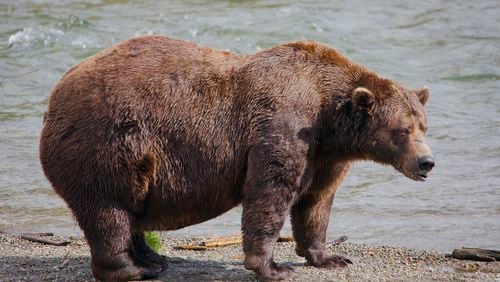 This image provided by the National Park Service shows bear 32 Chunk at Katmai National Park in Alaska on Sept. 19, 2024. (E. Johnston/National Park Service via AP)