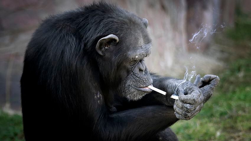 This chimpanzee smokes a pack of cigarettes every day