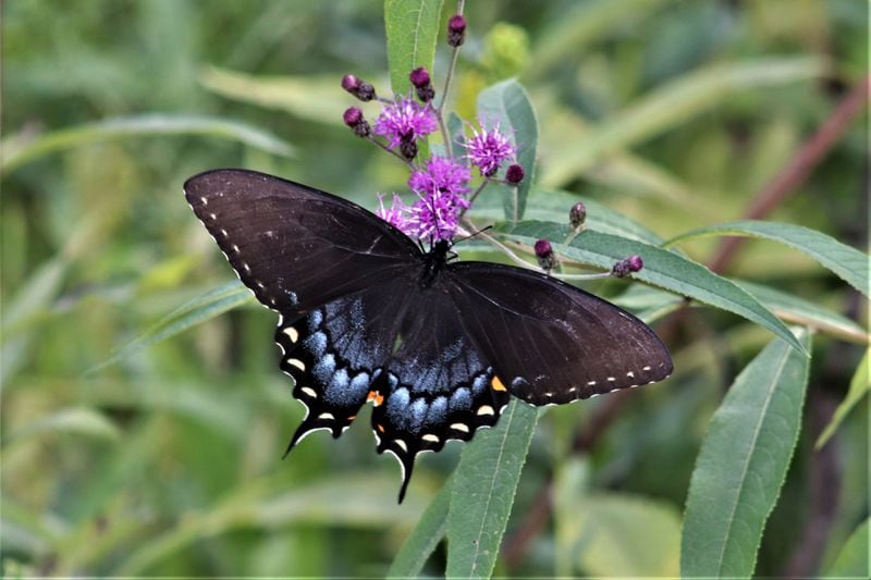 Have Breakfast with the Butterflies Sunday at the Chattahoochee Nature Center.