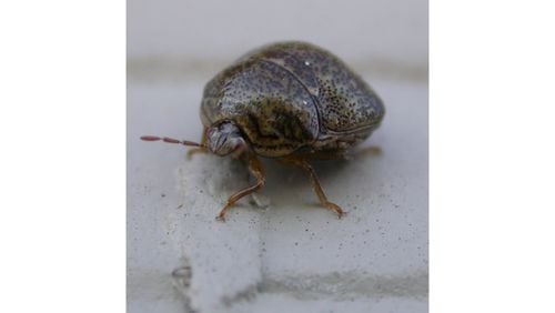 One control method that's not recommended for kudzu bugs is vacuuming them up. Once you have the smell of kudzu bugs in your vacuum cleaner, you will always have that noxious smell when you use it. (Courtesy of the University of Georgia)