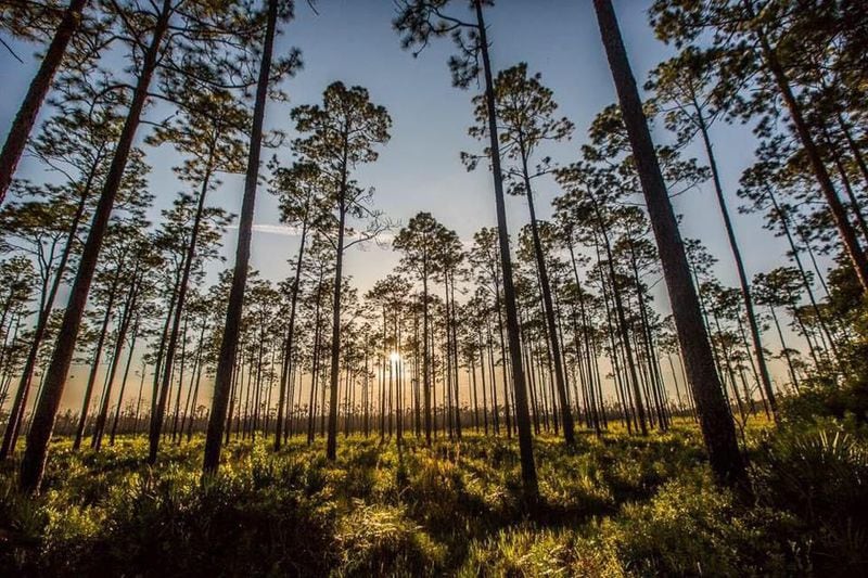 FILE: The Okefenokee National Wildlife Refuge is the South's largest wetland.