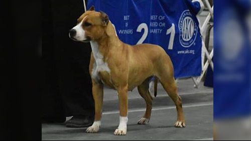 A dog who went missing at Hartsfield-Jackson Internation Airport was found and reunited with her owner.