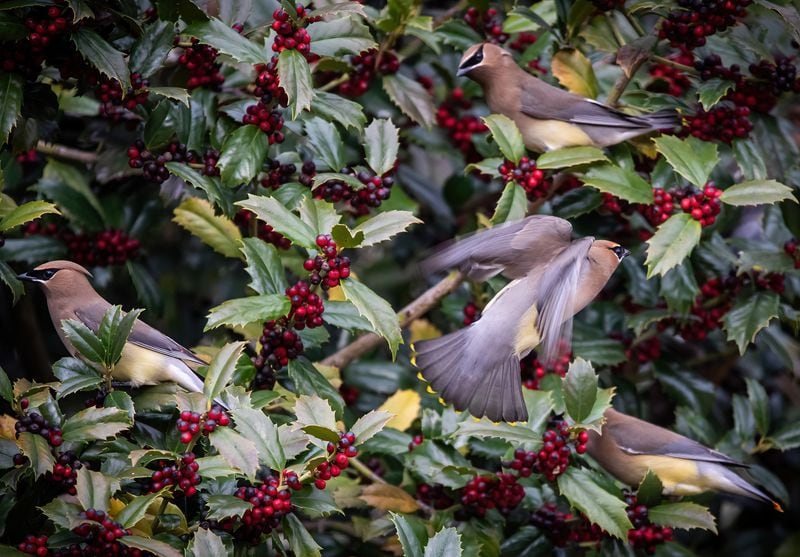 Some cedar waxwing birds often spend part of the year at Atlanta's Piedmont Park. They tend to gather around holly trees and other trees with berries. Kevin Gaston of Atlanta has been taking close-up photographs of small wildlife in the park nearly every day for the last eight and a half years. (Courtesy of Kevin Gaston)