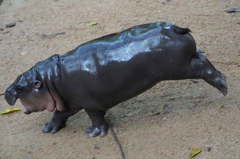 Two-month-old baby hippo Moo Deng jumps at the Khao Kheow Open Zoo in Chonburi province, Thailand, Thursday, Sept. 19, 2024. (AP Photo/Sakchai Lalit)