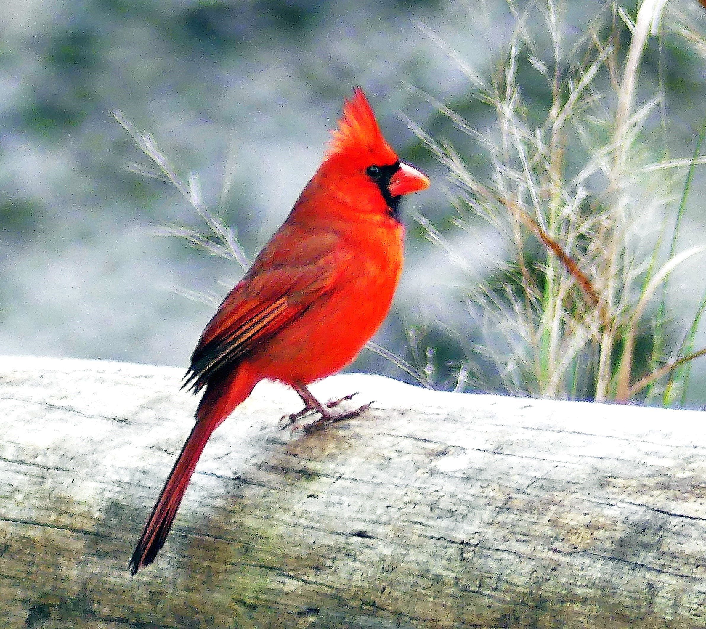 Wild Georgia Why Northern Cardinal Is Called The Bird Of Christmas