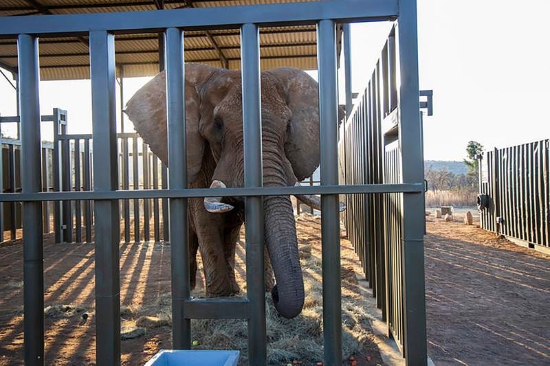 In this photo supplied by Four Paws, Charley, an ageing four-ton African elephant, enters his adaption enclosure to acclimatise, at the Shambala Private Game Reserve, South Africa, Monday, Aug. 19, 2024, after being transported from Pretoria's National Zoological Gardens. (Four Paws via AP)