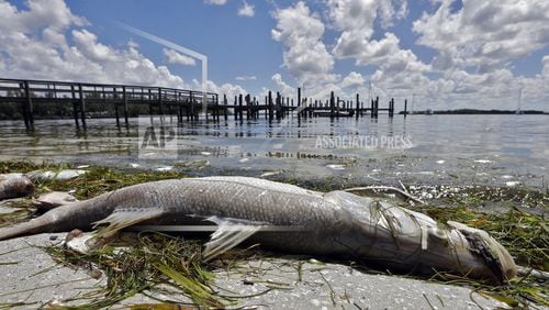In this 2018 file photo, a dead Snook is shown along the water's edge in Bradenton Beach, Florida.  Red tide is back in the waters off Florida’s southwest coast, making birds sick and killing fish, according to a state environmental agency update Wednesday. (AP Photo/Chris O'Meara)