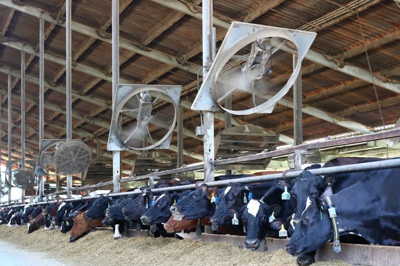 Industrial-sized fans help keep dairy cattle cool while they feed on silage during the prolonged heat at W. Dairy in Morgan County.  Curtis Compton for the Atlanta Journal Constitution