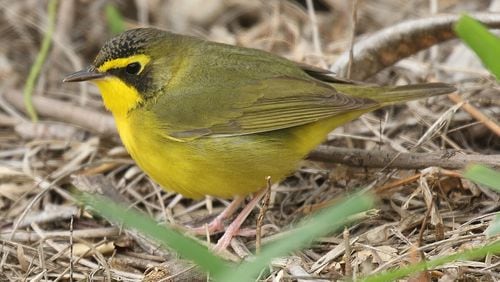 The Kentucky warbler (shown here) nests in Georgia during spring and summer but in September begins heading south to winter grounds in Mexico and Central America -- one of dozens of bird species that migrate through Georgia. Tony Castro/Creative Commons