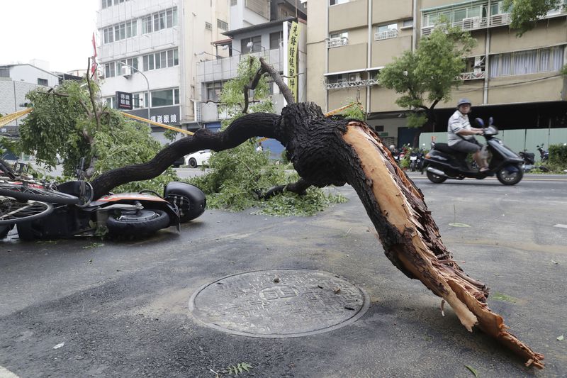 A motorcyclist drives past a tree trunk destroyed by the wind of Typhoon Krathon in Kaohsiung, southern Taiwan, Friday, Oct. 4, 2024. (AP Photo/Chiang Ying-ying)