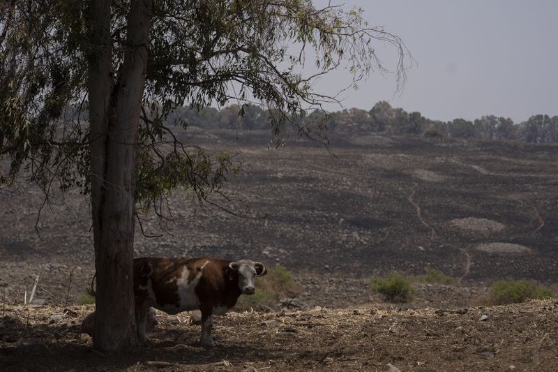A cow stands under a tree next to a burned area affected by a fire that sparked out after a shelling attack from Lebanon, in the Israeli-controlled Golan Heights, Monday, June 24, 2024. (AP Photo/Leo Correa)