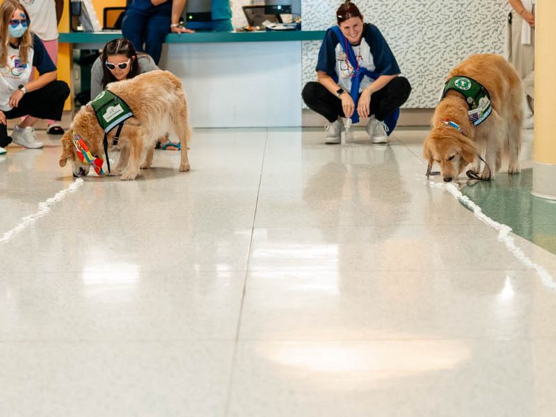 Golden retrievers Nugget (left) and Casey participate in a whipped cream relay at a birthday party thrown for them recently in Augusta.