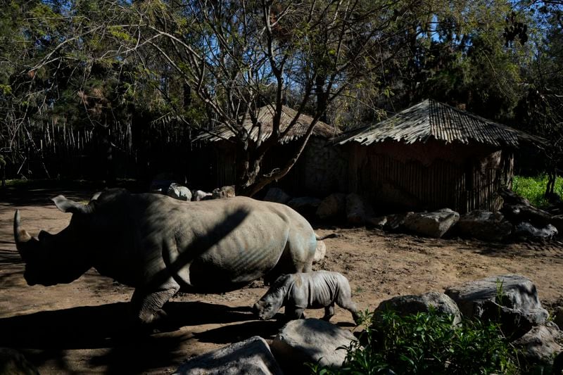 Silverio, a twelve-day-old white rhino, walks beside his mother Hannah during his presentation at the Buin Zoo in Santiago, Chile, Tuesday, July 2, 2024. The baby rhino’s birth is the third of this endangered species born at the Buin. (AP Photo/Esteban Felix)