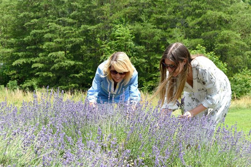 Lavender Lamb Farm grows several varieties of lavender on 3 acres near in Cleveland. (Courtesy of Moni D Photography)