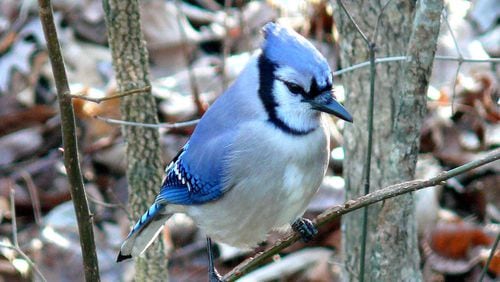 The squawking of blue jays in autumn is one of the season's familiar sounds. (Courtesy of Ken Thomas / Creative Commons)