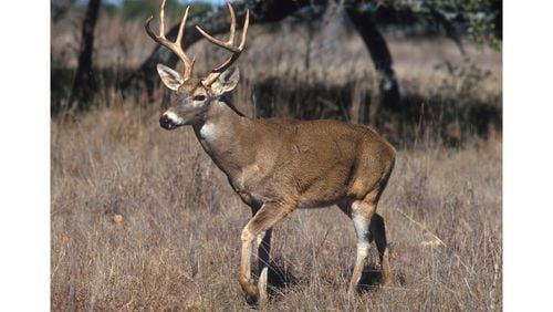A white-tailed buck (shown here) grows a new set of antlers each year. But why bucks shed and then regrow antlers is not fully understood. (Courtesy of USDA / Scott Bauer)
