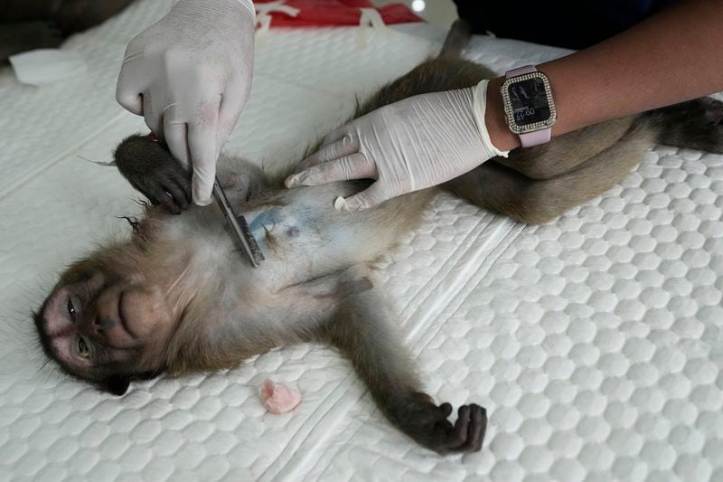 A veterinarian shaves hair of a monkey before anesthesia in Lopburi Province, north of Bangkok, Thailand, Friday, May 24, 2024. A Thai town, run ragged by its ever-growing population of marauding wild monkeys, began the fight-back, Friday, using trickery and ripe tropical fruit. (AP Photo/Sakchai Lalit)