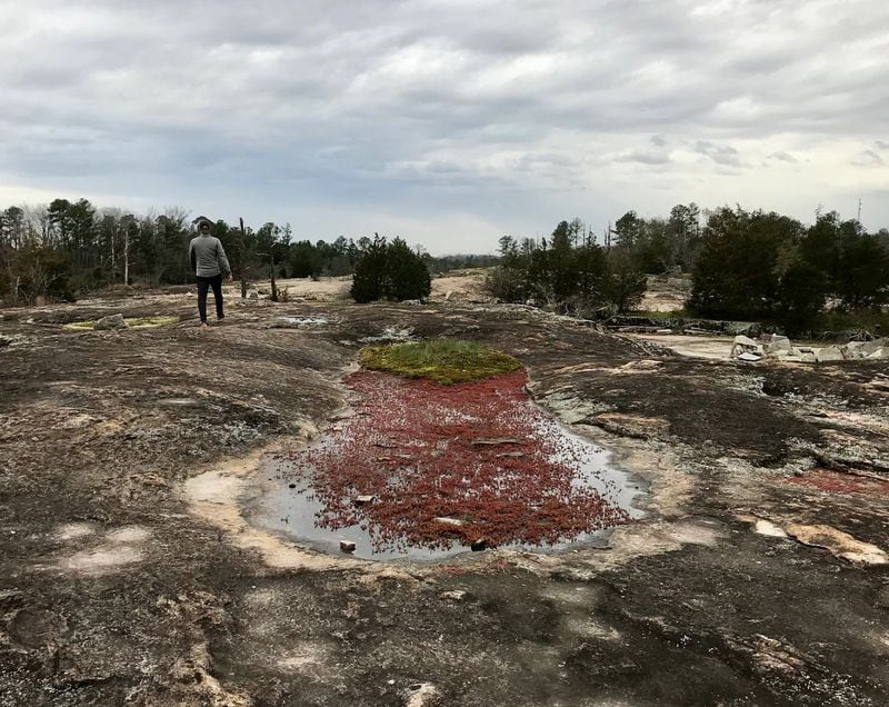Explore Arabia Mountain, a rocky outcropping east of Atlanta. The red splash of color is diamorpha, which grows all over the mountain. SHANE HARRISON / SHARRISON@AJC.COM