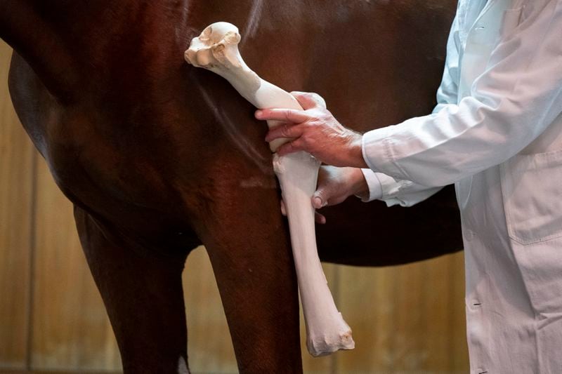 Dr. Peter Sotonyi, rector of the University of Veterinary Medicine in Budapest, Hungary, gives an anatomy lecture for first-year students, showing bones located in the body of a live horse, Monday, Sept 9. 2024. (AP Photo/Denes Erdos)