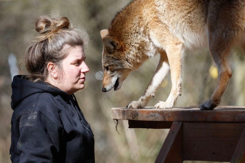 Abbey Patton, lead zookeeper at Yellow River Wildlife Sanctuary plays with coyote Wiley on Monday, January 23, 2023.  (Natrice Miller/natrice.miller@ajc.com) 