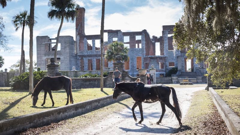 CUMBERLAND ISLAND, GA - DECEMBER, 26, 2022: Feral horses inhabit the island and a common site near the Dungeness ruins, Monday, Dec. 26, 2022, in Cumberland Island, Georgia. (AJC Photo/Stephen B. Morton)