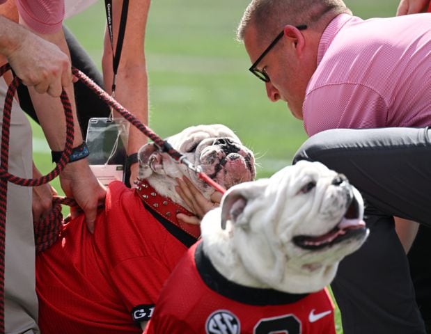 Photos: Boom the Bulldog takes his place as Uga XI at G-Day