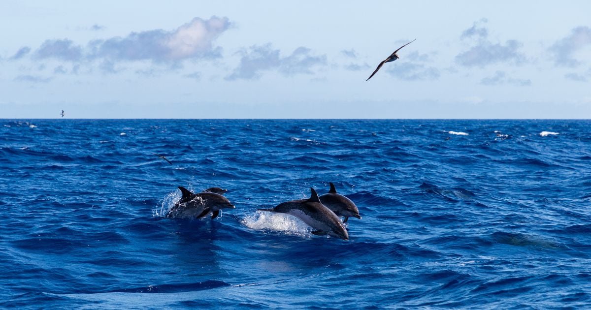 Researchers: Dolphins found dead were stranded during Sally