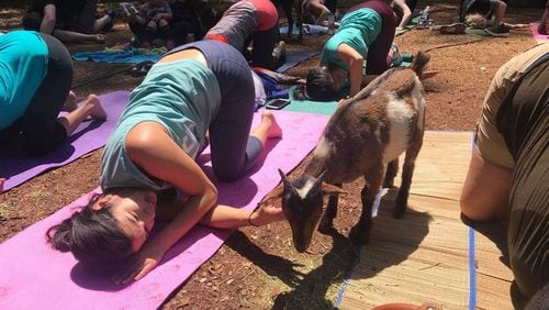 Taking pilates or yoga classes with goats, such as ones offered by Red Wagon Goats, can make your workouts more playful. (Courtesy of Red Wagon Goats)