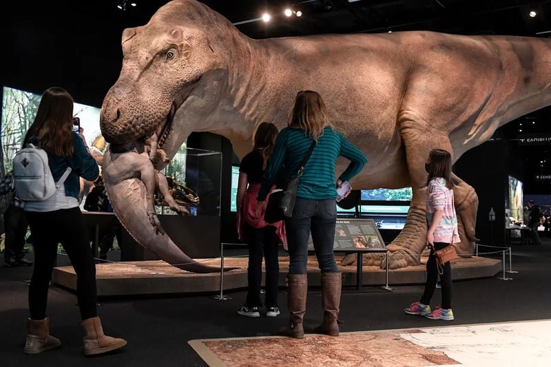 The Tyrannosaurus rex exhibit at the Denver Museum of Nature and Science on Feb. 15, 2021. (AAron Ontiveroz/The Denver Post/TNS)
